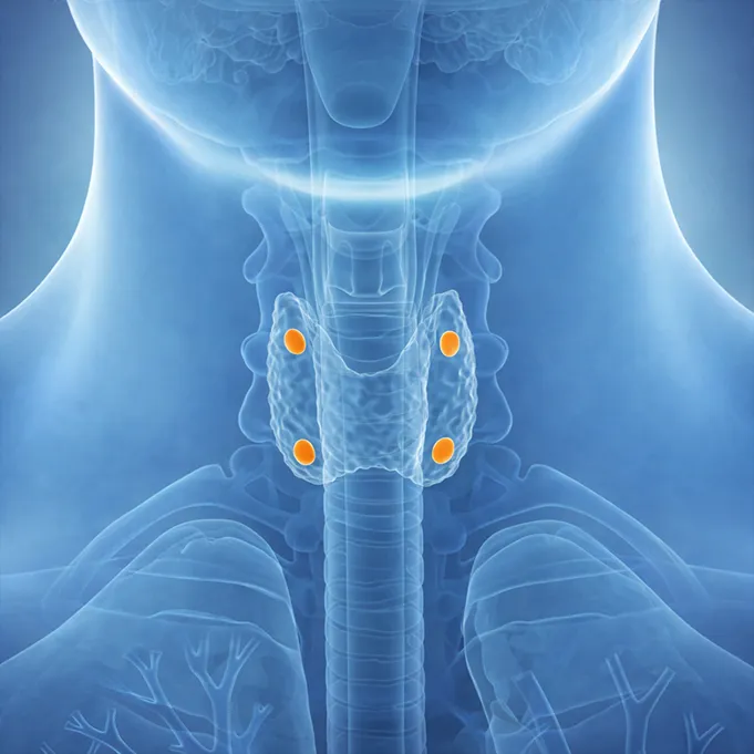 Parathyroid Surgery